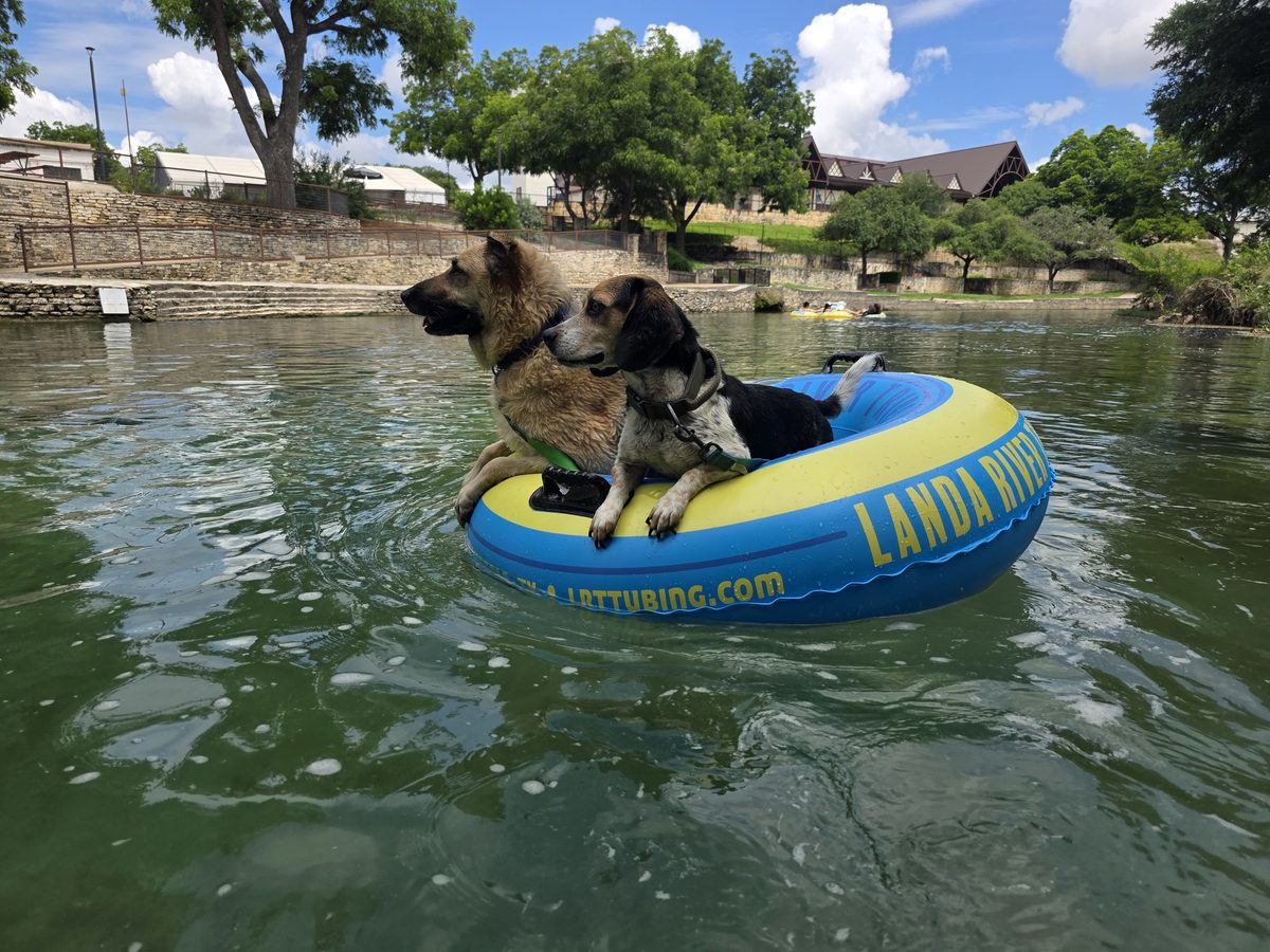 Two dogs riding a Landa River Trips tube on the Comal River in New Braunfels Texas