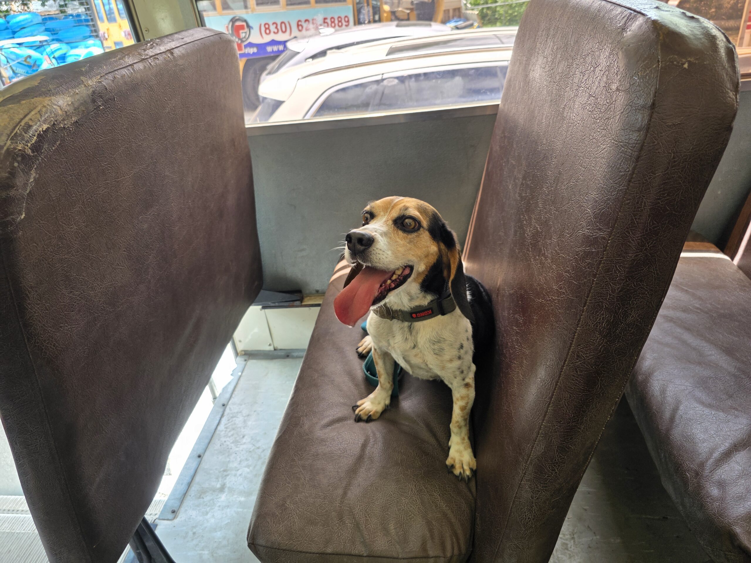 Beagle riding on the Landa River Trips shuttle bus seat