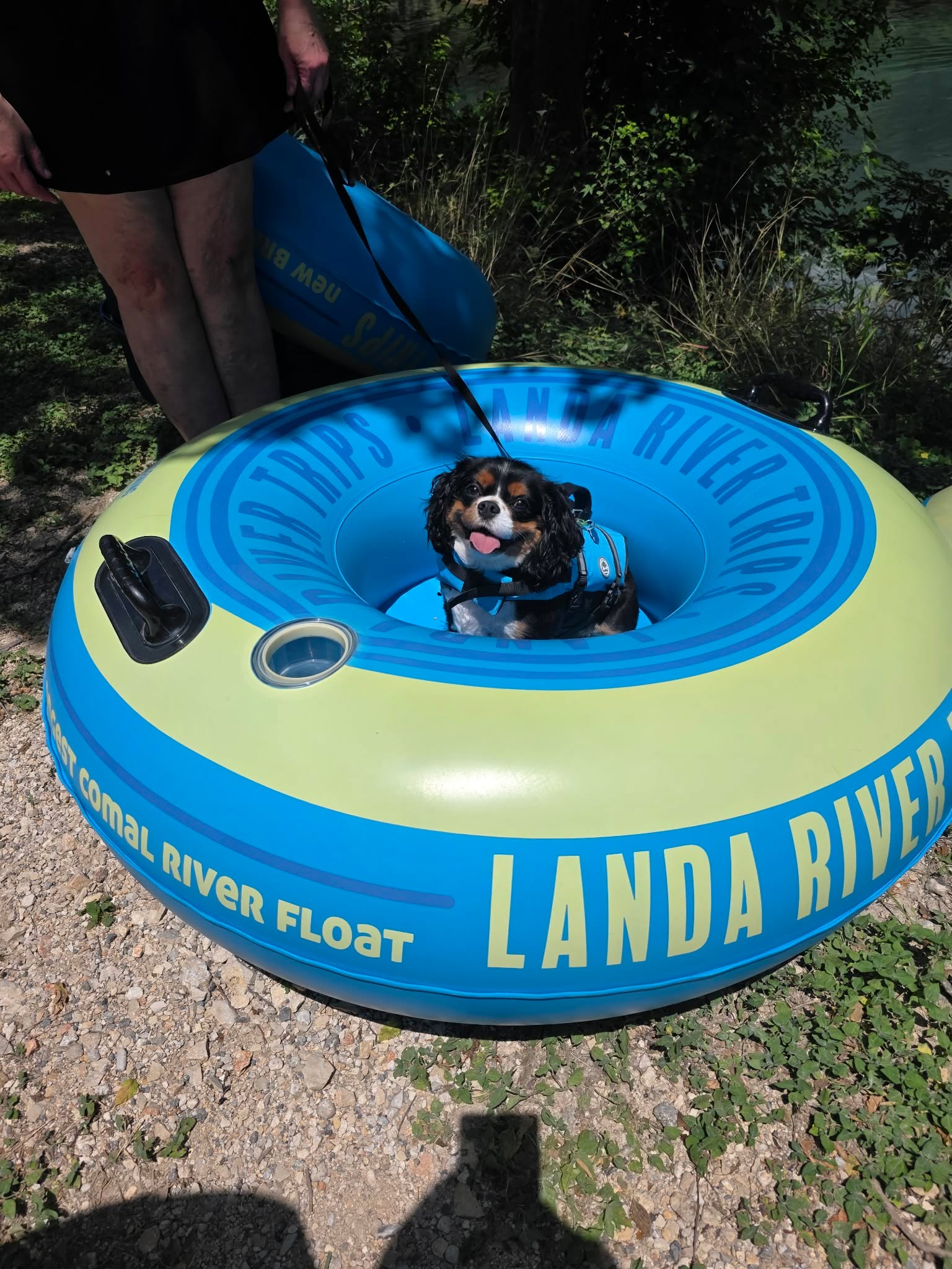 Cavalier King Charles Spaniel wearing a life jacket in a Landa River Trips tube on the Comal River
