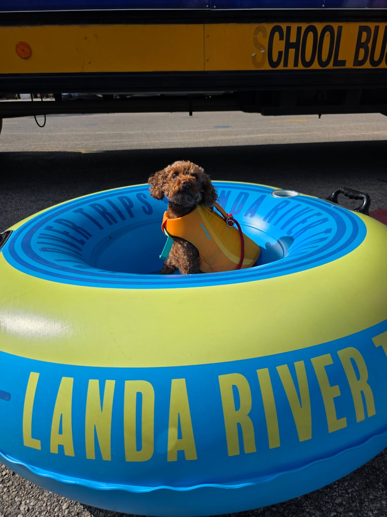Poodle mix wearing an orange life jacket in a tube near the Landa River Trips shuttle bus