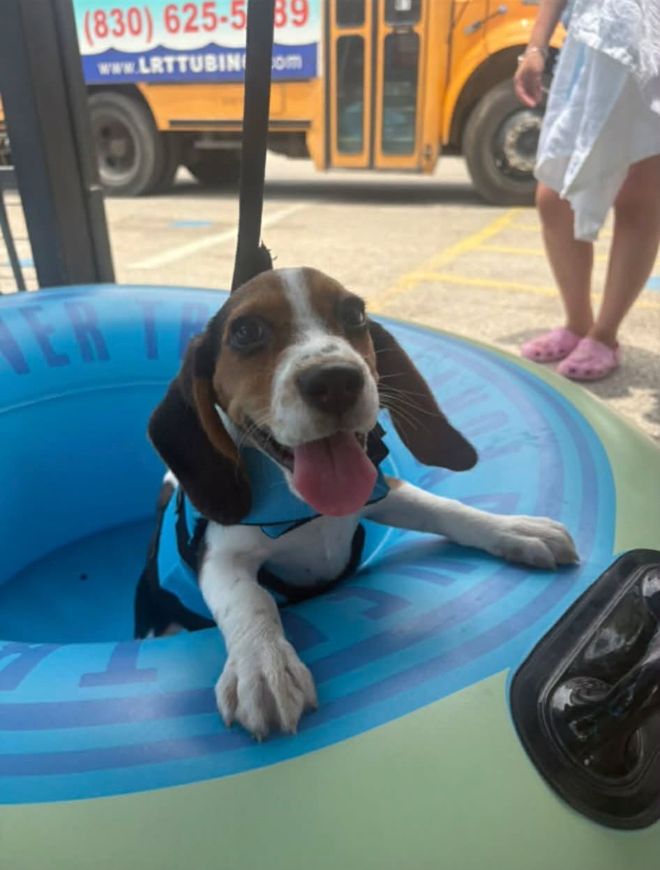 Beagle wearing a life jacket riding in a tube at Landa River Trips on the Comal River New Braunfels